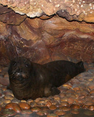 Mediterranean monk seal