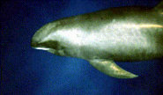 Melon-headed whale