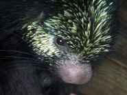 Mexican hairy dwarf porcupine