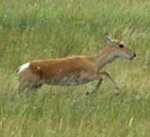 Mongolian gazelle