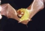 Antillean ghost-faced bat