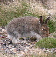 Mountain hare