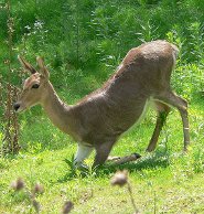 Mountain reedbuck Mountain reedbuck