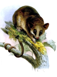 Murine Mouse Possum - Marsupials Without Pouches - pictures and facts