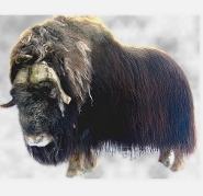 Musk ox