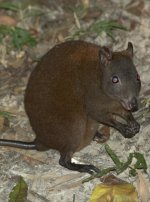 Musky Rat-kangaroo