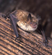 Geoffroys Bat