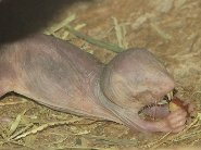 Hubo nga Mole Rat – Labaw pa sa Makita sa Mata