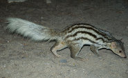 Narrow striped mongoose