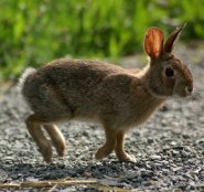 New England Cottontail