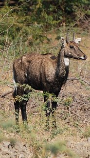 Nilgai