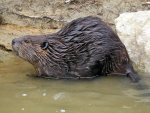 North american beaver