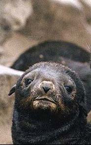 Northern fur seal