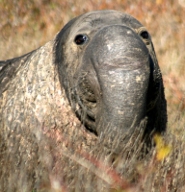 Male northern elephant seal