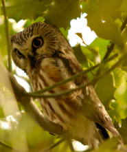 Northern saw-whet owl