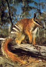 Numbat