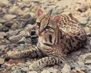 Ocelot