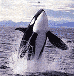 killer whale