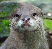 Oriental small clawed otter