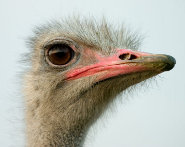 Ostrich