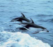 Pacific white-sided dolphin