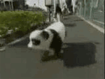 Panda dog