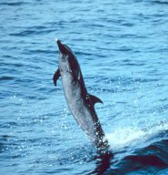 Pantropical spotted dolphin