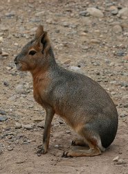 Patagonian mara