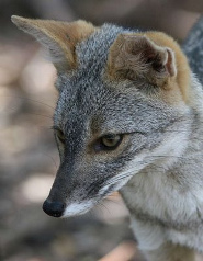 Peruvian desert fox