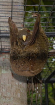 Philippine flying lemur