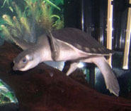 Pignose turtle