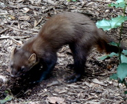 Pine marten