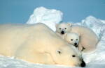 polar bears