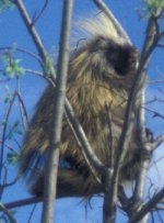 porcupine