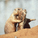 prairie dogs