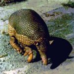 Giant armadillo