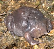 Purple frog