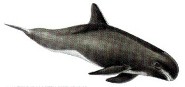 Pygmy killer whale