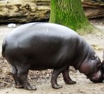 Pygmy hippopotamus