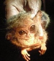 Pygmy tarsier