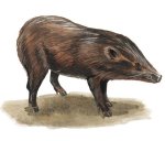 Pygmy Hog