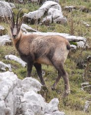 Pyrenean Chamois - Facts, Diet, Habitat & Pictures on