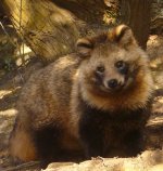 Raccoon dog