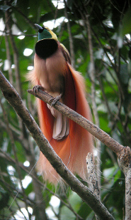 Raggiana Bird-of-Paradise