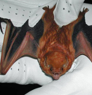 Red bat
