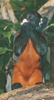 Red-chested mustached tamarin