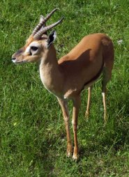 Red-fronted gazelle