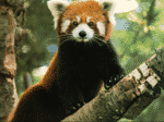 red panda