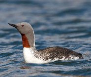 Red-throated diver