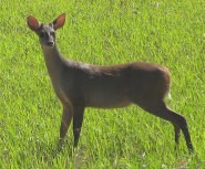 Red brocket